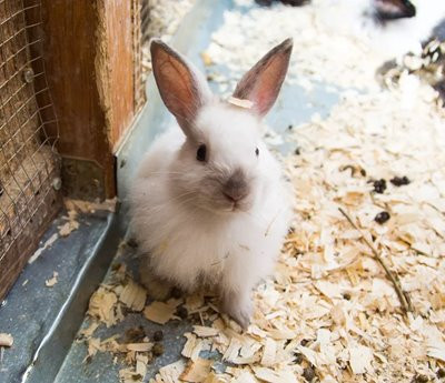 Геморрагическая болезнь кроликов