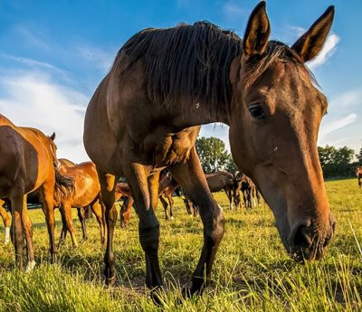 Вирусный артериит лошадей