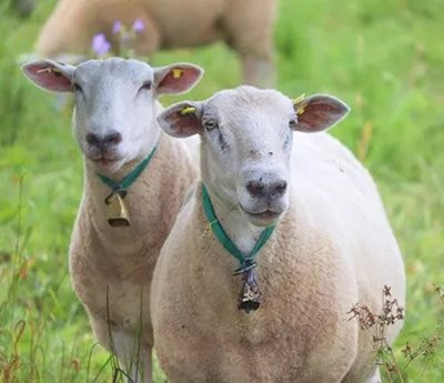 Висна-маеди