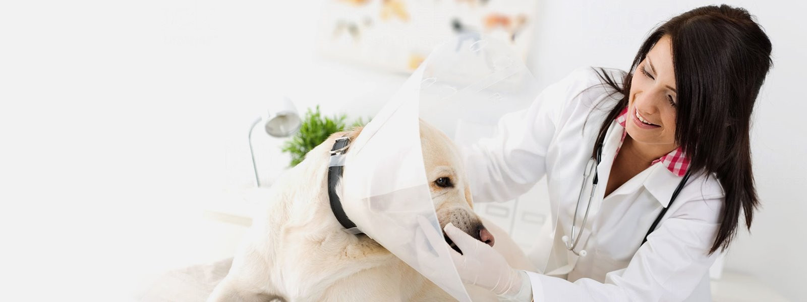 Информациооный портал, поддерживаемый Государственной ветеринарной больницей г. Донецка 
Подробнее